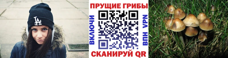 закладка  Карпинск  Галлюциногенные грибы Psilocybe 